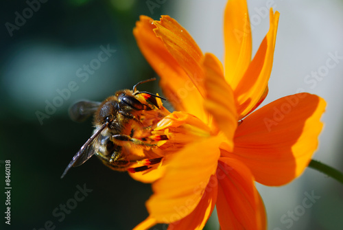 abeille 2 © Jean-marc RICHARD