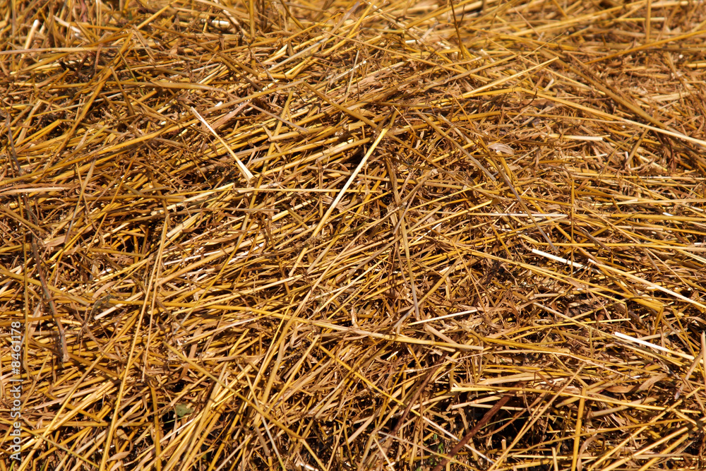 hay texture hay texture