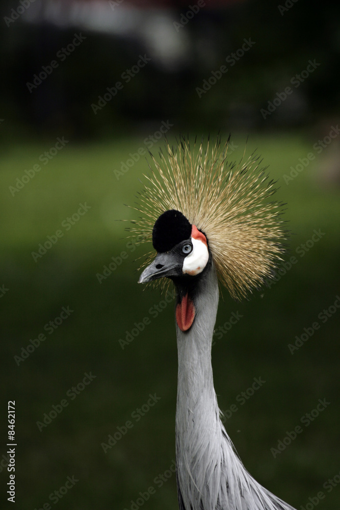 Fototapeta premium Portrait of the crane with the nutter on the head;