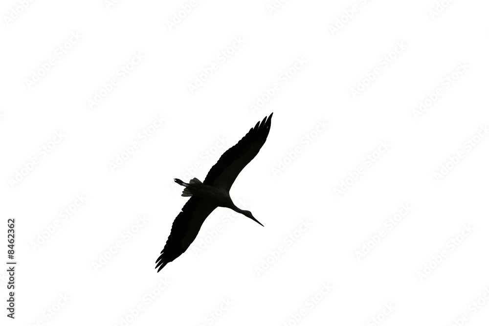 Silhouette of the flying stork Silhouette of the flying stork