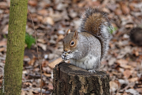 Ecureuil gris (Sciurus carolinensis)