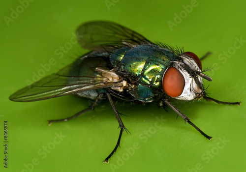 Fliege auf grün
