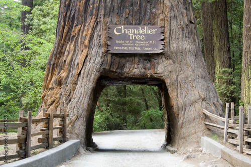 Giant Sequoia #8467555