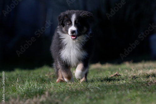 chiot berger australien qui court