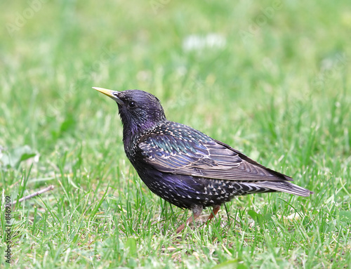 Starling.