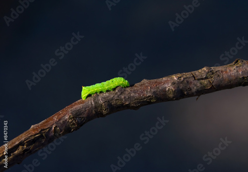 caterpillar walking on a twig photo