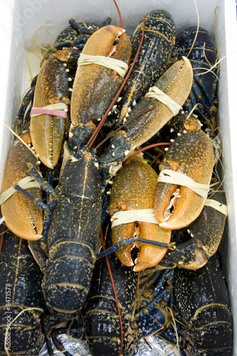 homards photo