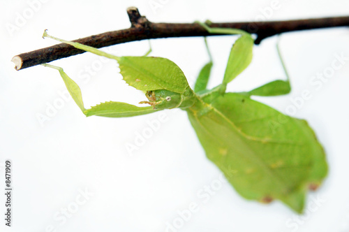 Phasme feuille