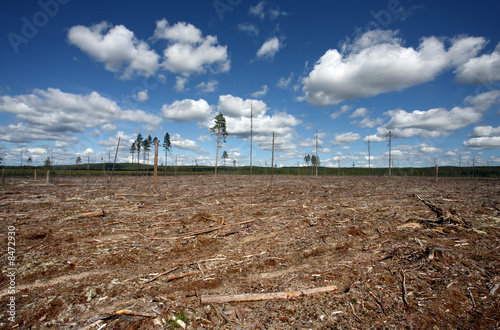 Cuadro en lienzo Destruction Forest Felling of natural forest