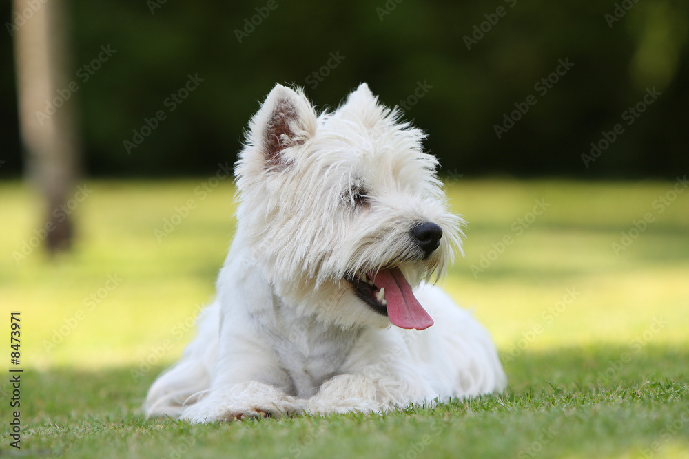 westie allongé