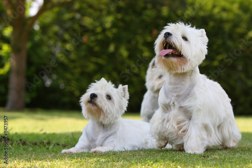 Photos westies
