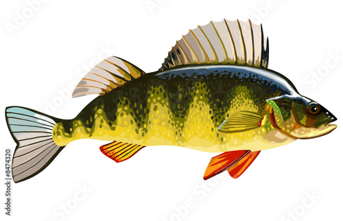 Yellow Perch