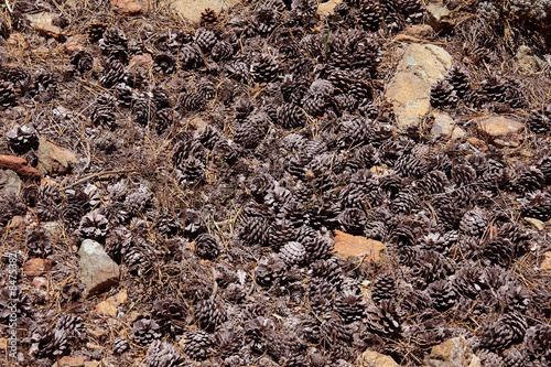 Photography Pinecones abound