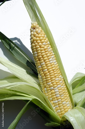 Decorative Corn Fototapeta