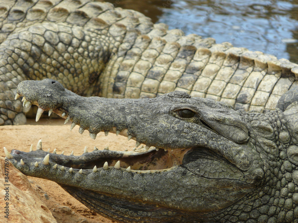 Fototapeta premium croco 3