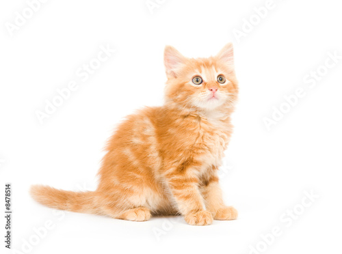 Yellow kitten profile © Tony Campbell