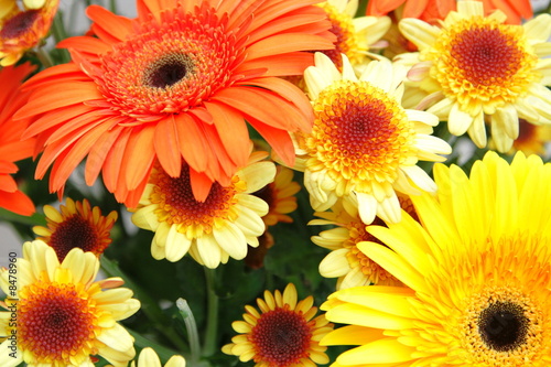 bouquet of yellow chrysanthemums and red gerberas