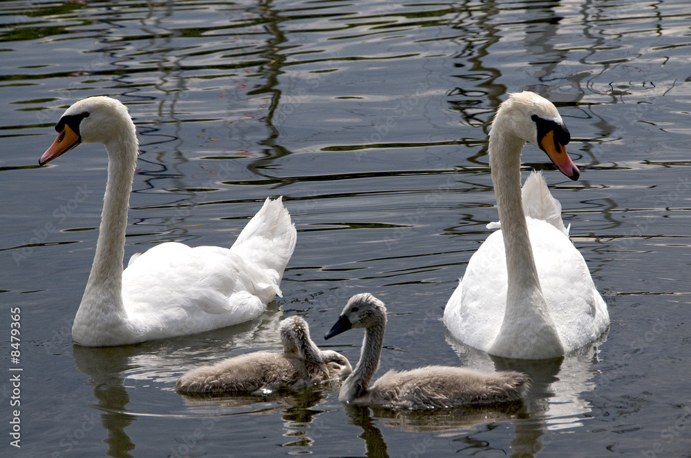 Schwanenfamilie