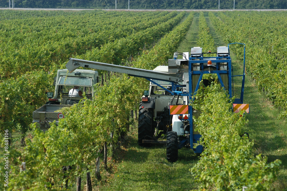 Naklejka premium Vendemmia automatizzata - Friuli