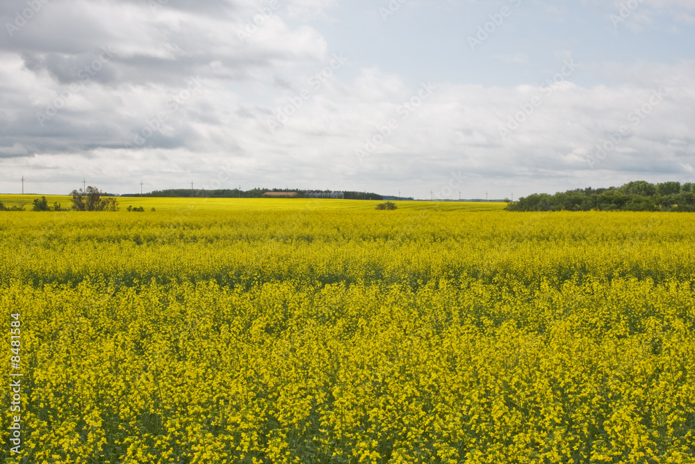 A field of Canola in Canada A field of Canola in Canada