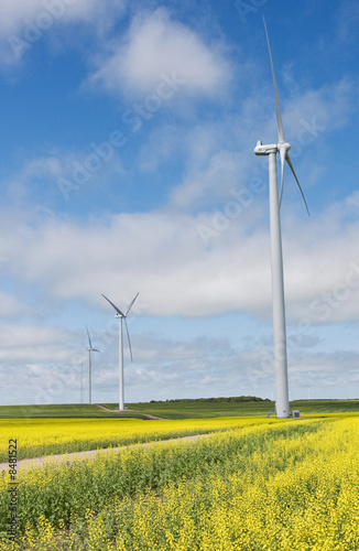 Wind Turbines in a field of Canola