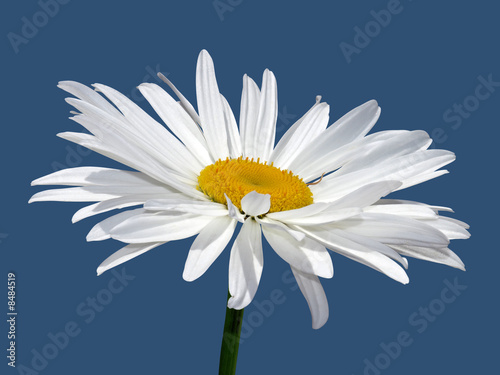 Camomile flower macro