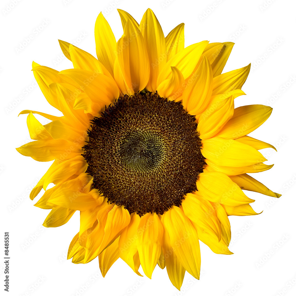 Obraz premium sunflower