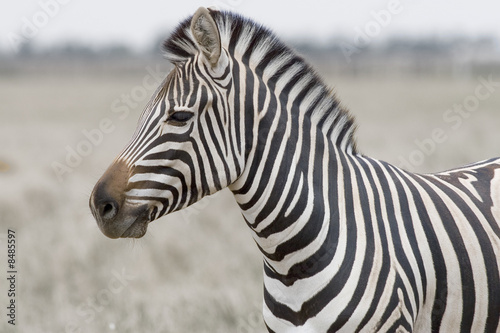 head of the zebra