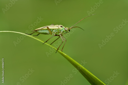 green grass insect