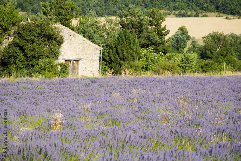 lavender in Sault, Vaucluse, Provence, France lavender in Sault, Vaucluse, Provence, France