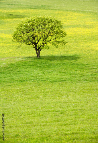 Spring tree in a meadow