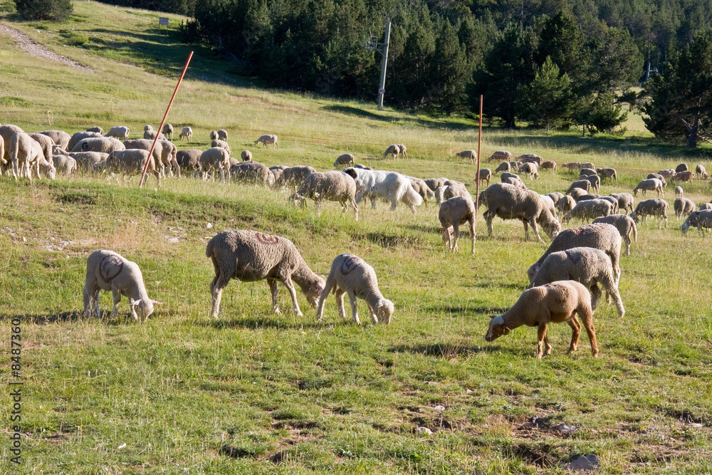 Obraz premium Moutons112.CR2