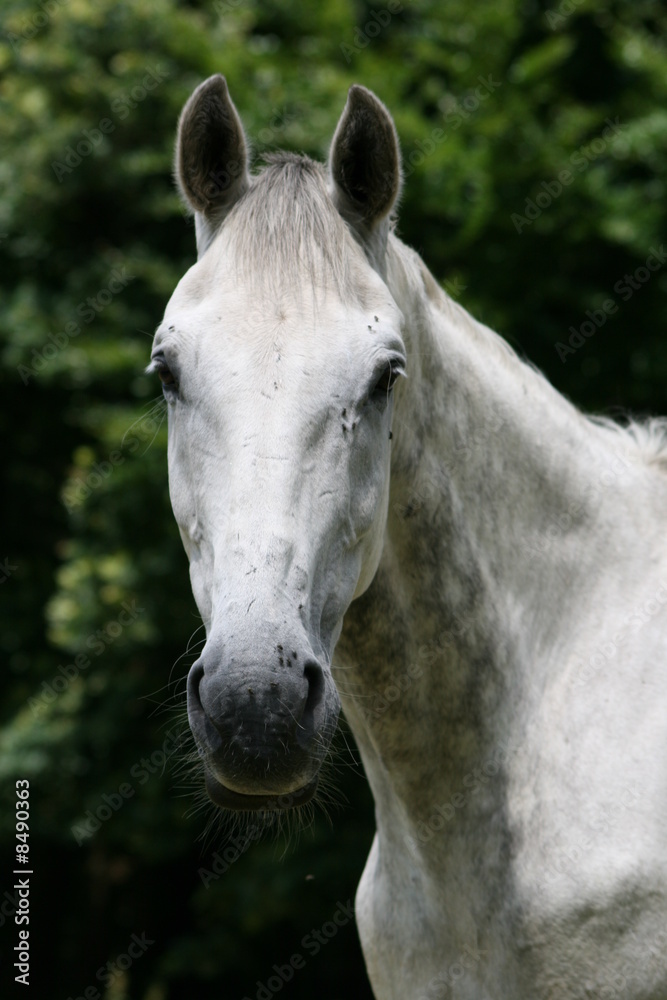 Pferd Schimmel auf der weide Pferd Schimmel auf der weide