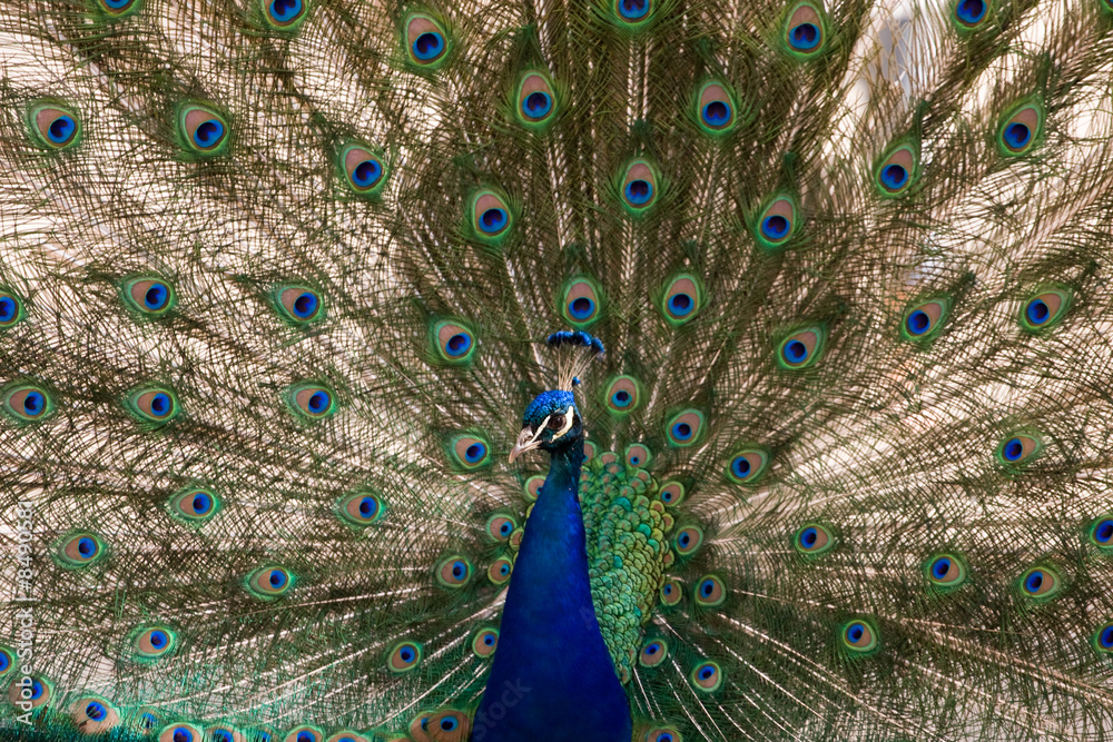 Naklejka premium peacock