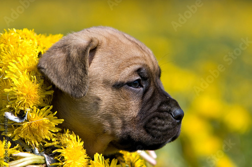 Dogo Canario puppy in yellow dandelions