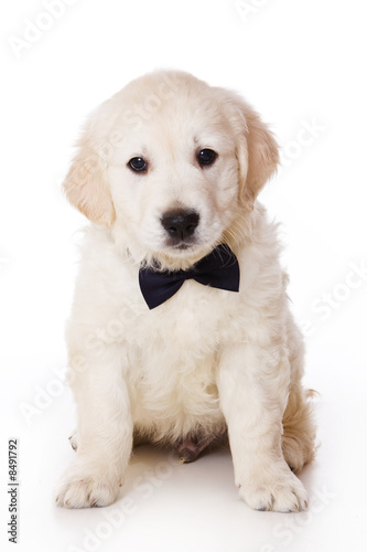Fototapeta Naklejka Na Ścianę i Meble -  Golden retriever puppy on white background