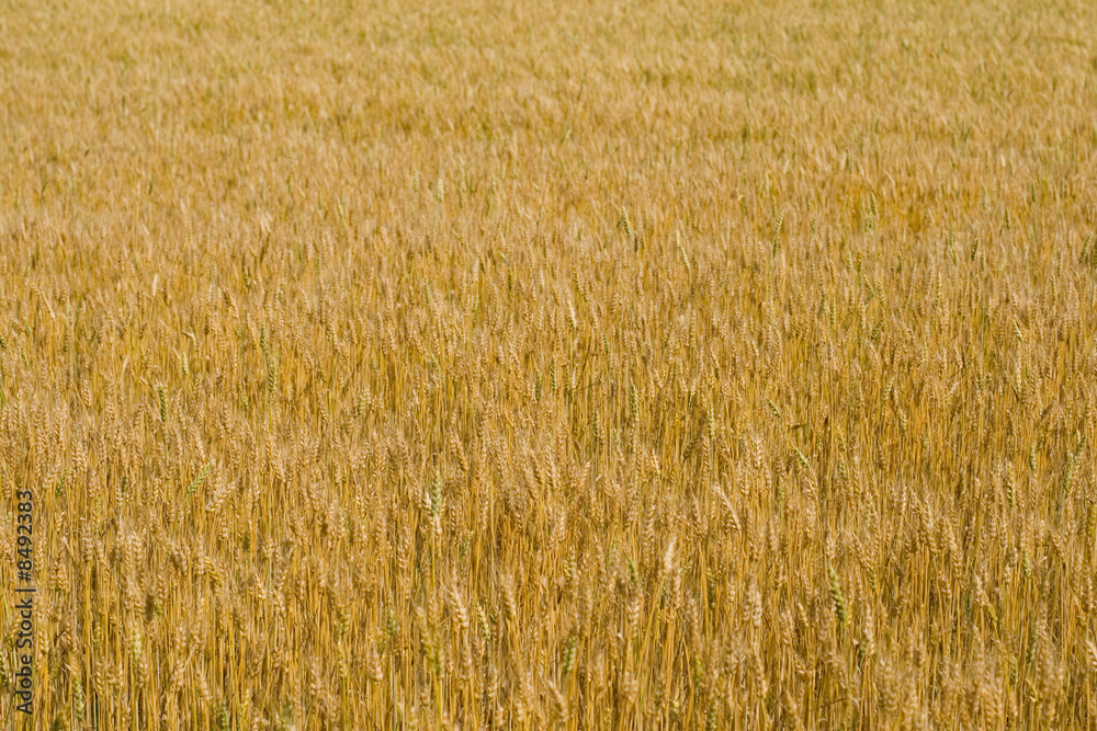 Fototapeta premium field of wheat