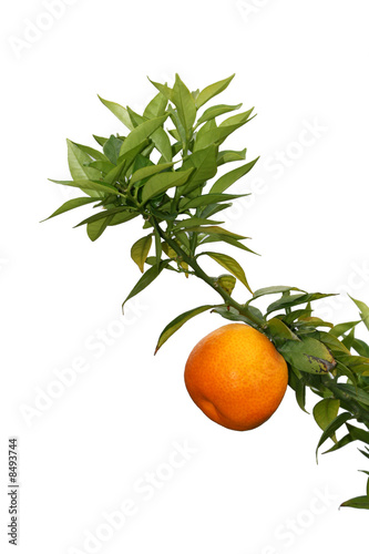 orange sur une branche photo