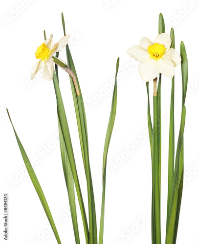 flower isolated on white background