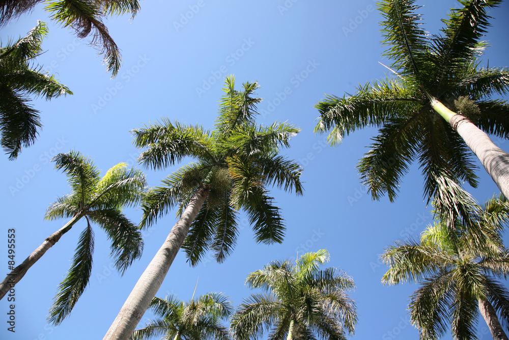 Palm Trees Palm Trees