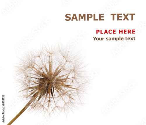 Dry dandelion