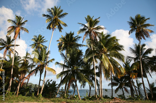 Caribbean Landscape © Vladimir Wrangel