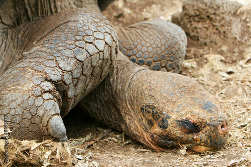 Resting Galapagos Tortoise