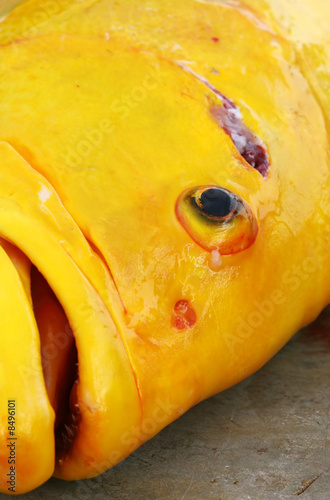 Bild auf Leinwand large yellow fish