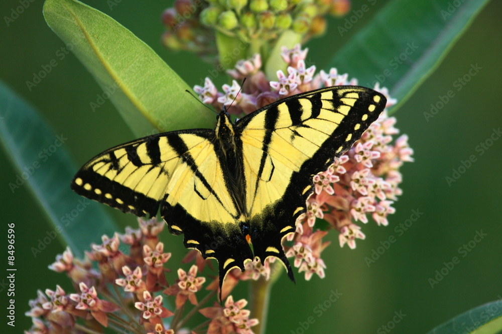 Obraz premium Eastern swallowtail butterfly on a milkweed plant