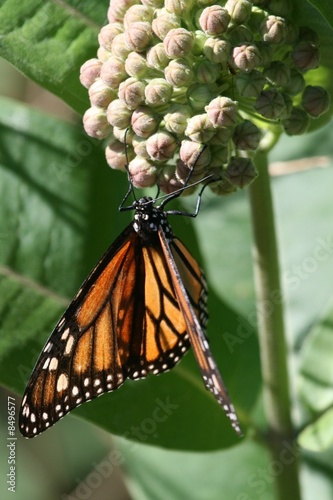 Monarch butterfly on a milkweed plant