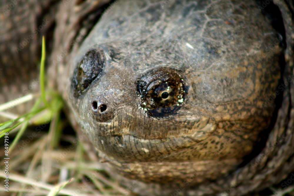 Close Up Turtle