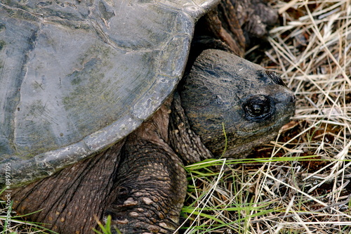 Snapper