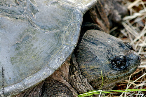Snapping Turtle
