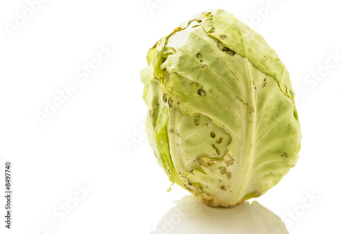 Cabbage